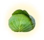春キャベツ