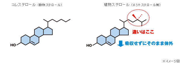 植物ステロールのヒミツ｜日清オイリオの健康オイル｜日清オイリオの ...